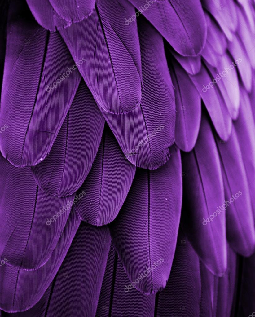 Purple Feathers Stock Photo by ©MichaelFitzsimmons 77597266